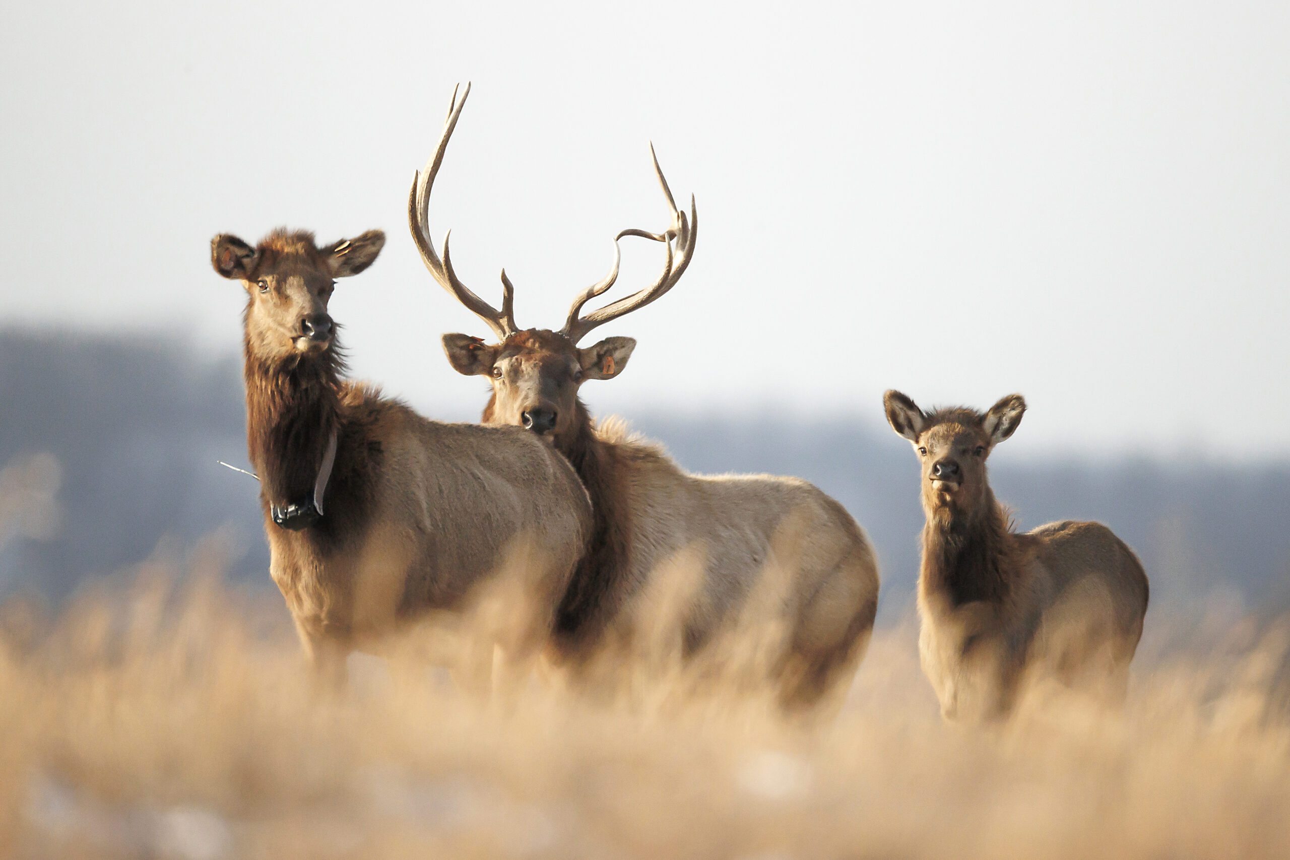 WVU genomics lab assesses stability of West Virginia elk herd as species recovers from 200-year absence